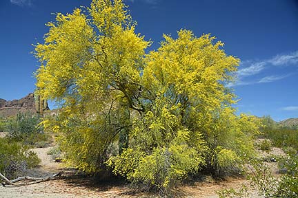 Palo Verde, San Tan Mountain Regional Park, April 9, 2015